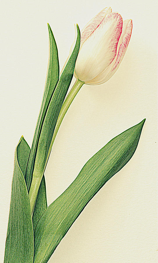 Tulip Photograph - Single tulip by Yvonne Gallagher