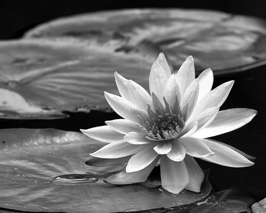Single Water Lily Blossom Photograph by Dawn Currie