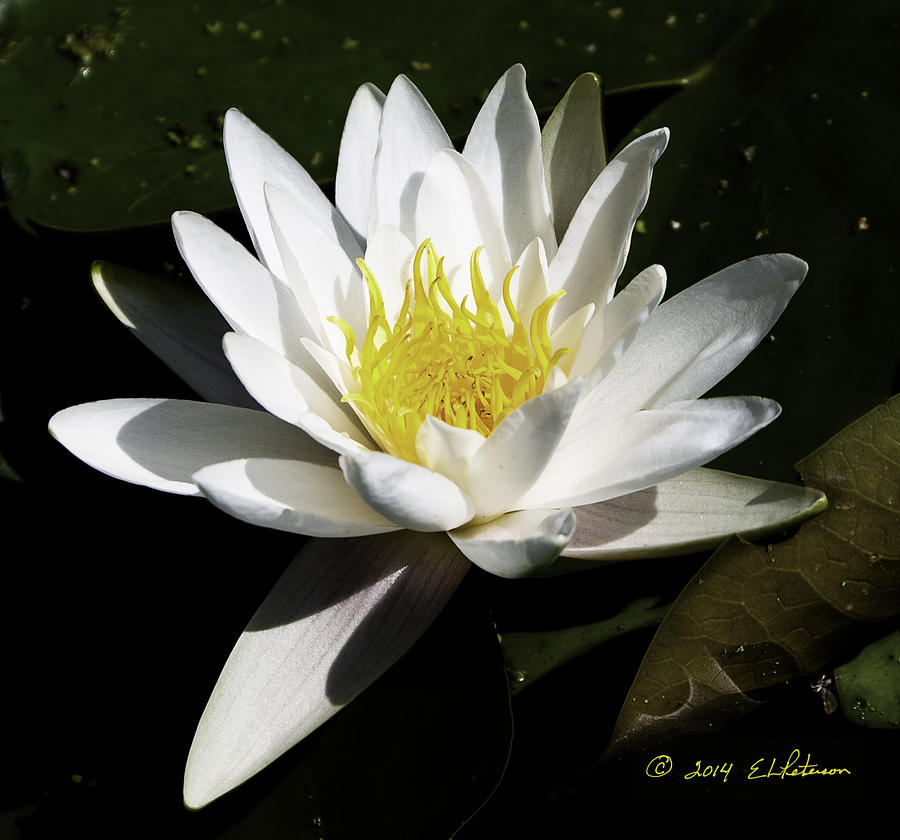 Single Water Lily Photograph by Ed Peterson