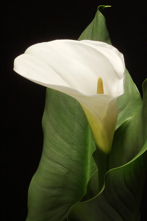 Single White Calla Photograph by Harold Rau