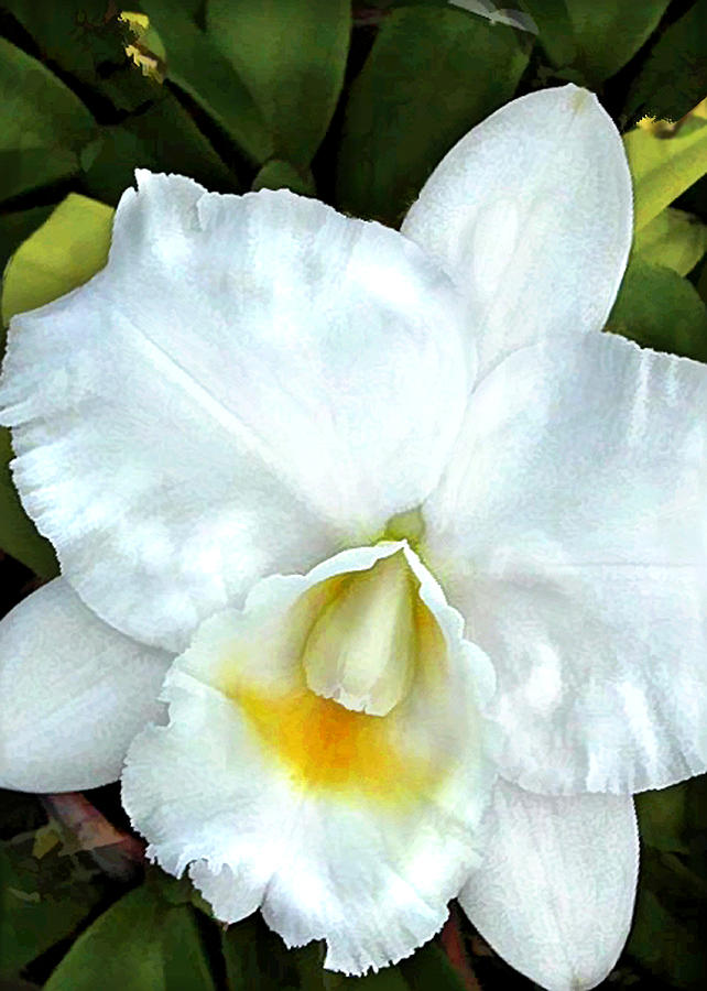 Orchid Painting - Single White Cattleya Orchid by Elaine Plesser