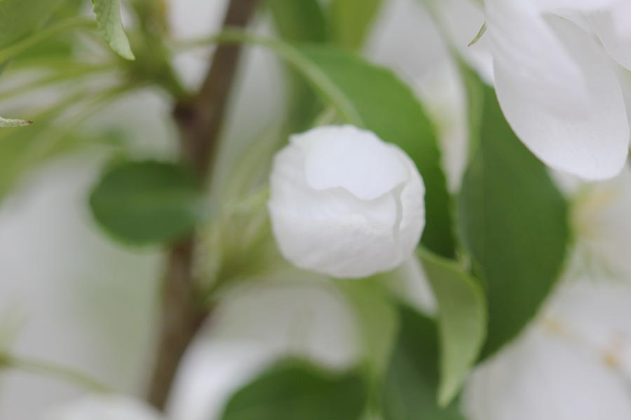 Single White Crabapple Blossom Photograph by Donna L Munro