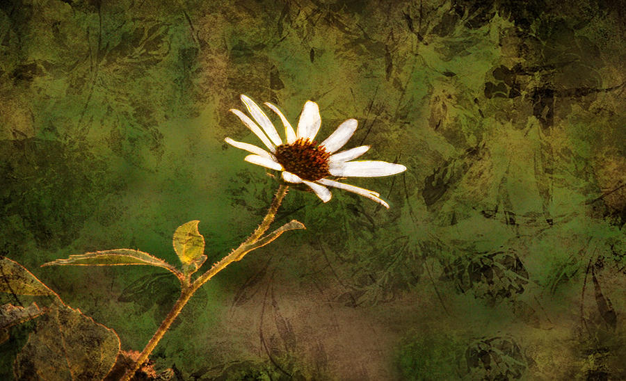 Flower Mixed Media - Single White Daisy  by Beverly Guilliams