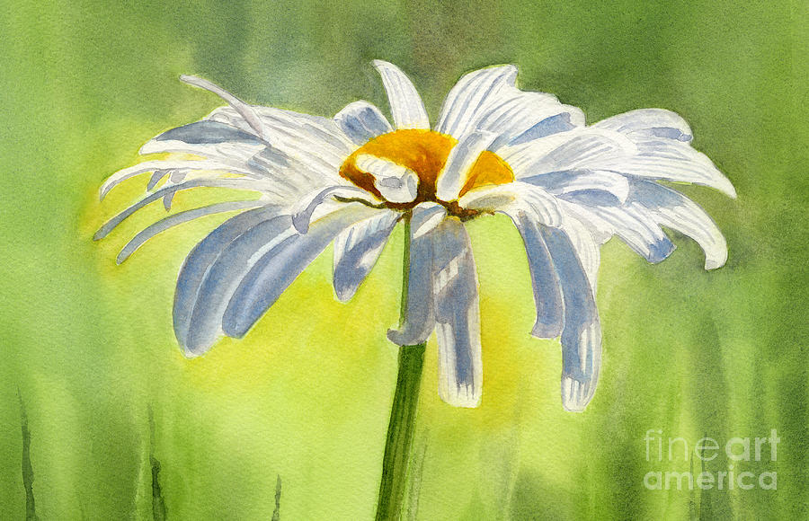 Single White Daisy Blossom Painting by Sharon Freeman