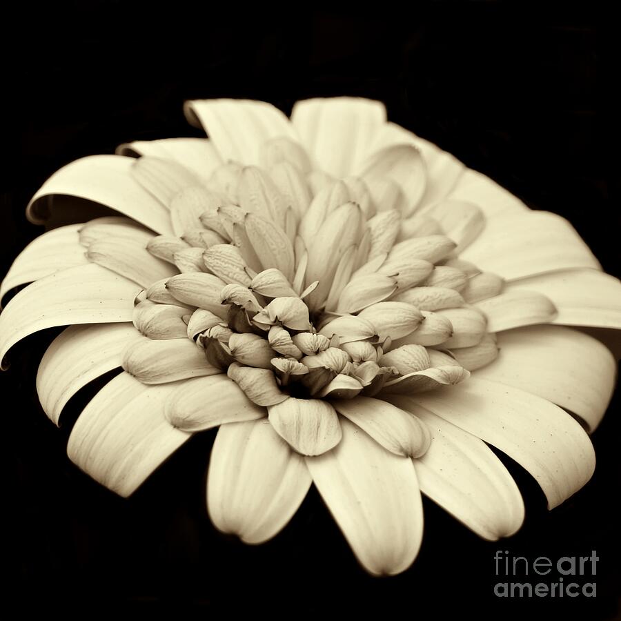 Black And White Photograph - Single White Flower by Patricia Strand