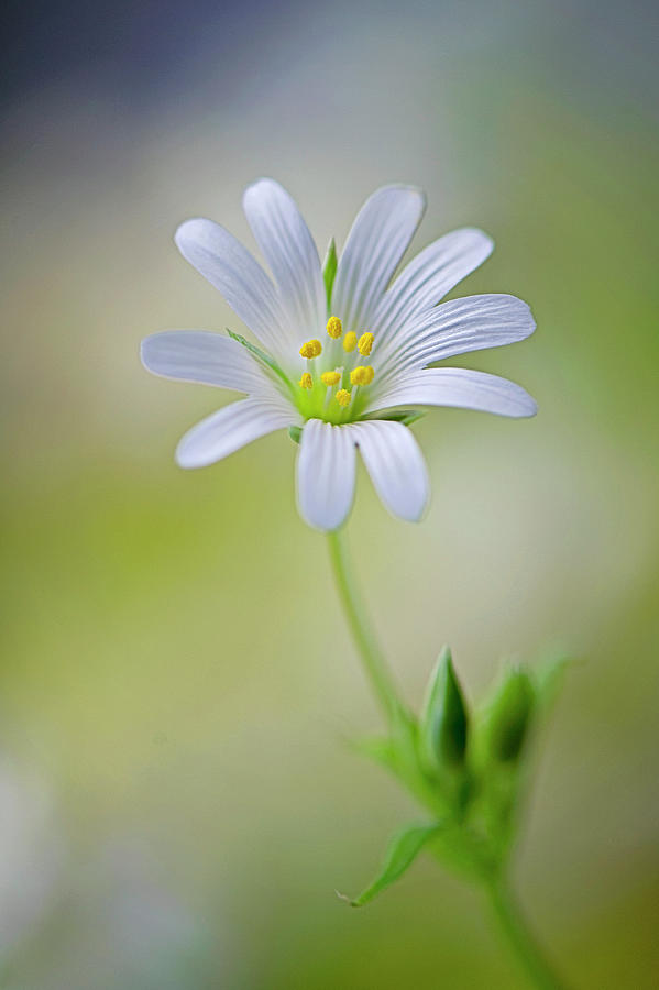 Single White Greater Stitchwort Flower Photograph by Jacky Parker Photography
