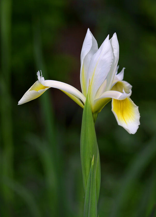 Single White Iris Photograph by Linda Phelps - Fine Art America