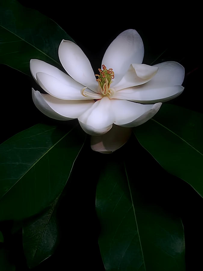 Sweet White Magnolia Bloom Photograph by Louise Kumpf