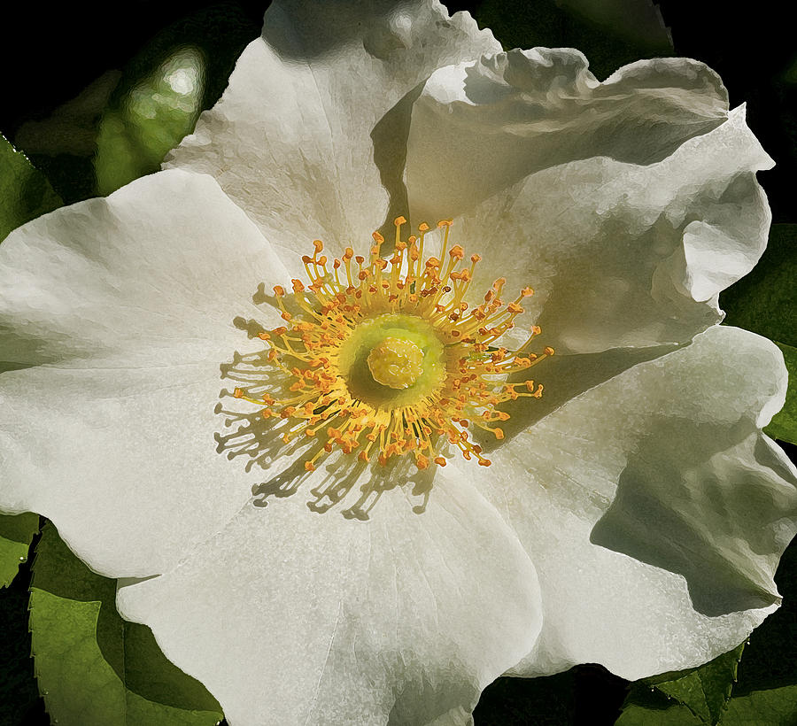 Single White Rose DB Photograph by Rich Franco