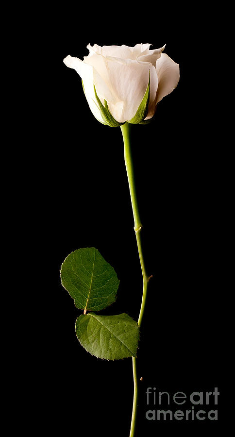 Single white rose on black Photograph by Simon Bratt