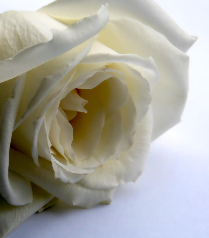 Single White Rose Photograph by Pete Trenholm