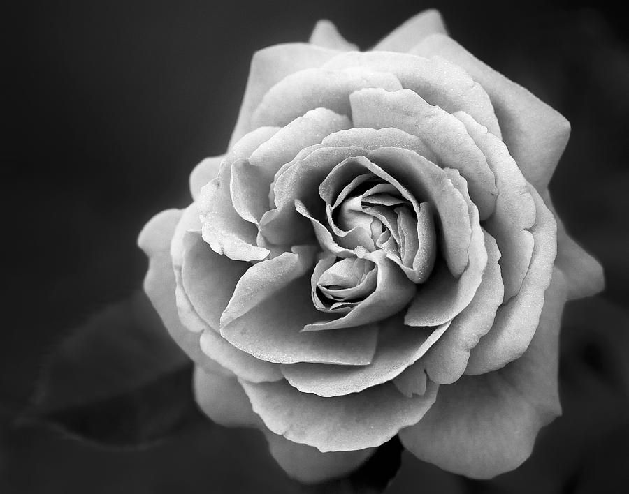 Single White Rose Photograph by Susan Candelario