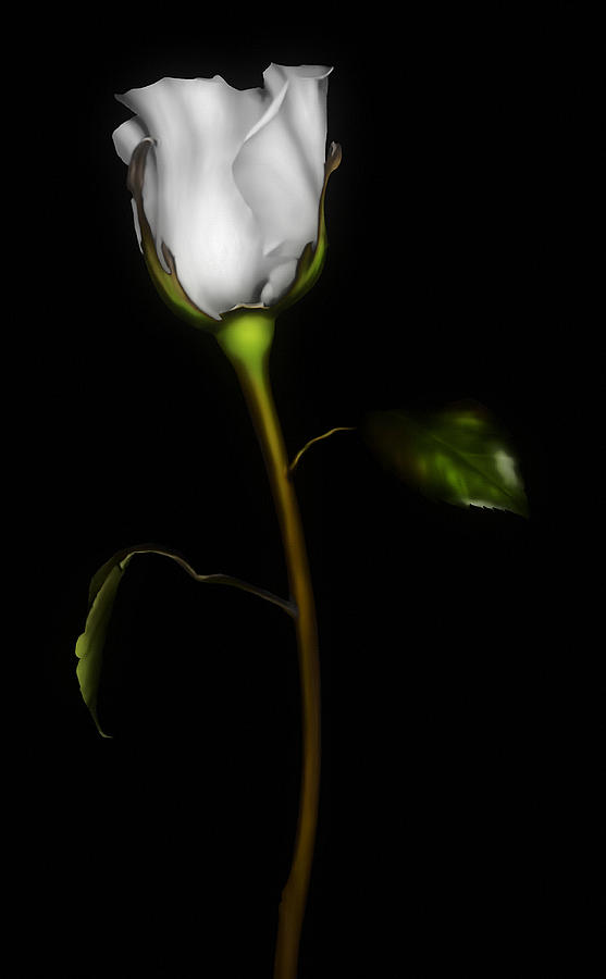 Flower Digital Art - Single White Rose by Georgiana Romanovna