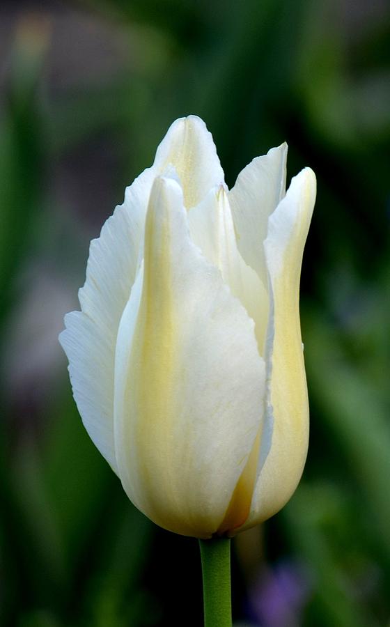 Single White Tulip Photograph by Maria Urso