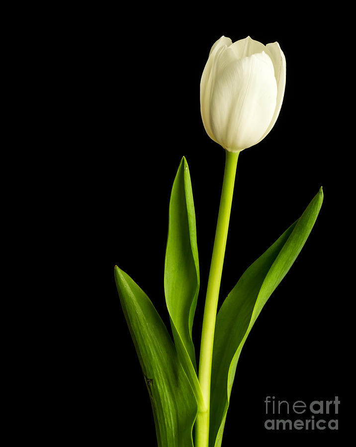 Single White Tulip Over Black Photograph by Edward Fielding