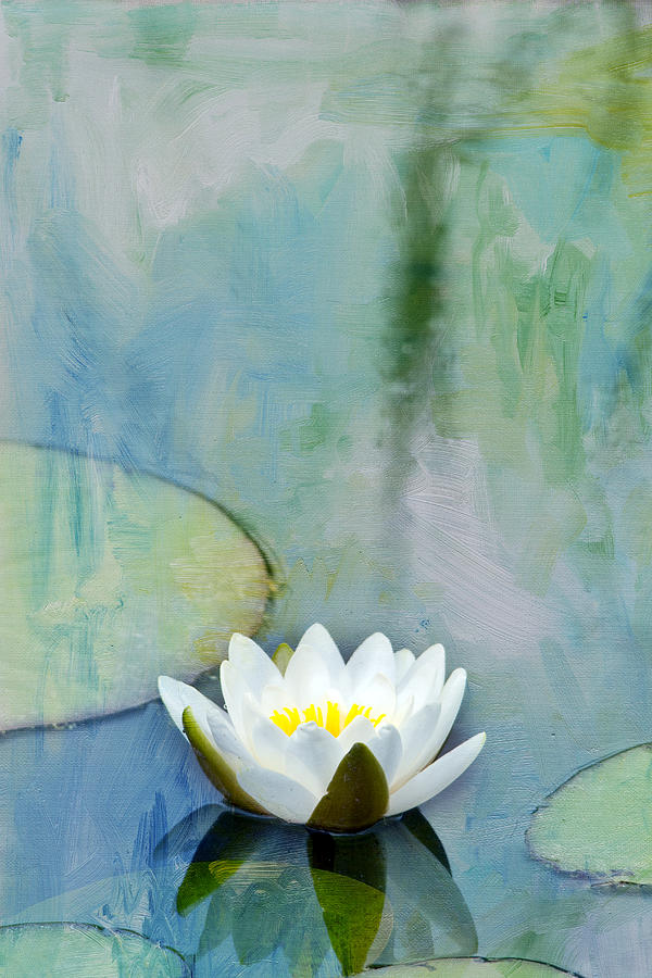 Lily Photograph - Single White Water Lily by Rebecca Cozart