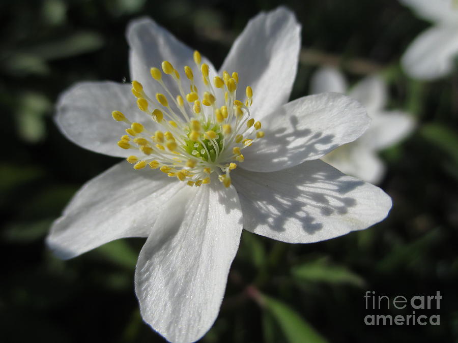 Single White Wood Anemone Photograph by Martin Howard