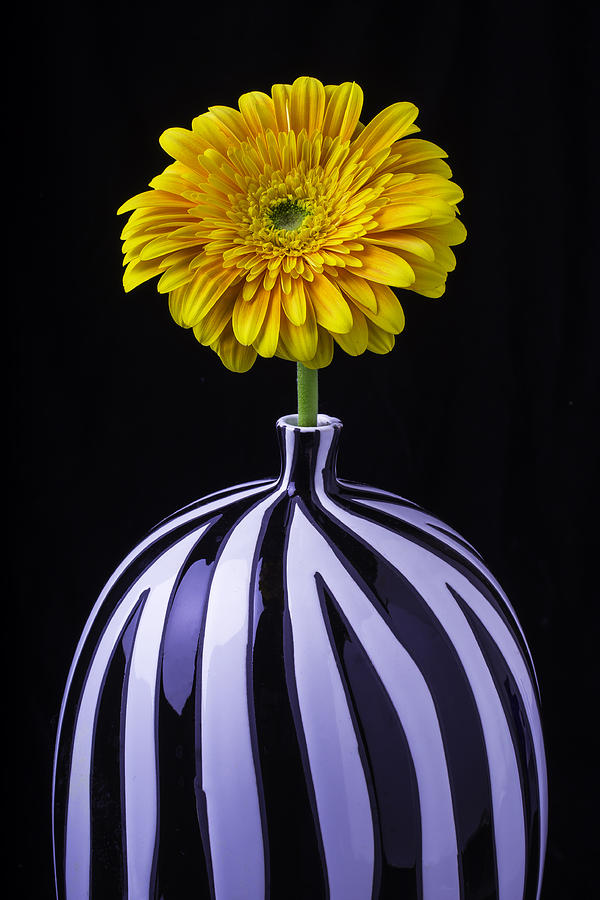Flower Photograph - Single Yellow Daisy by Garry Gay