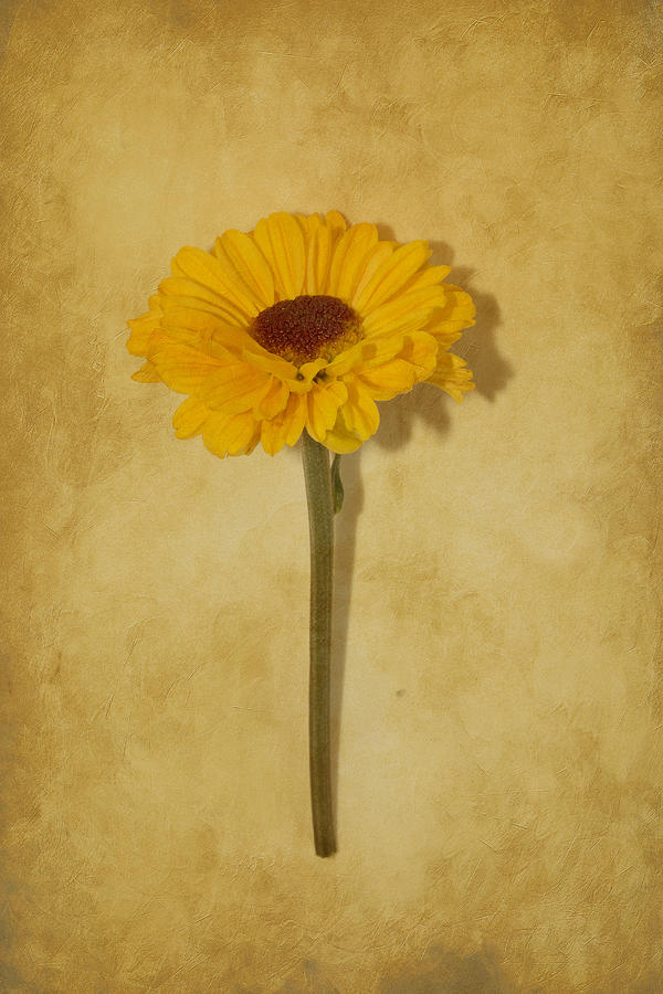 Single Yellow Flower Photograph
