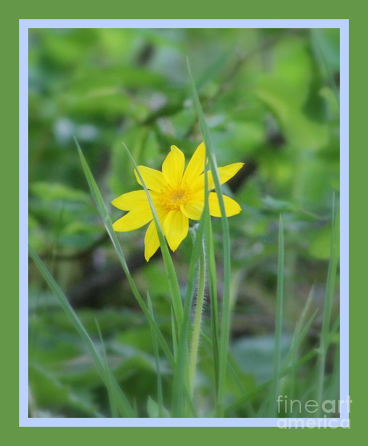 Single Yellow Flower Photograph by Leone Lund