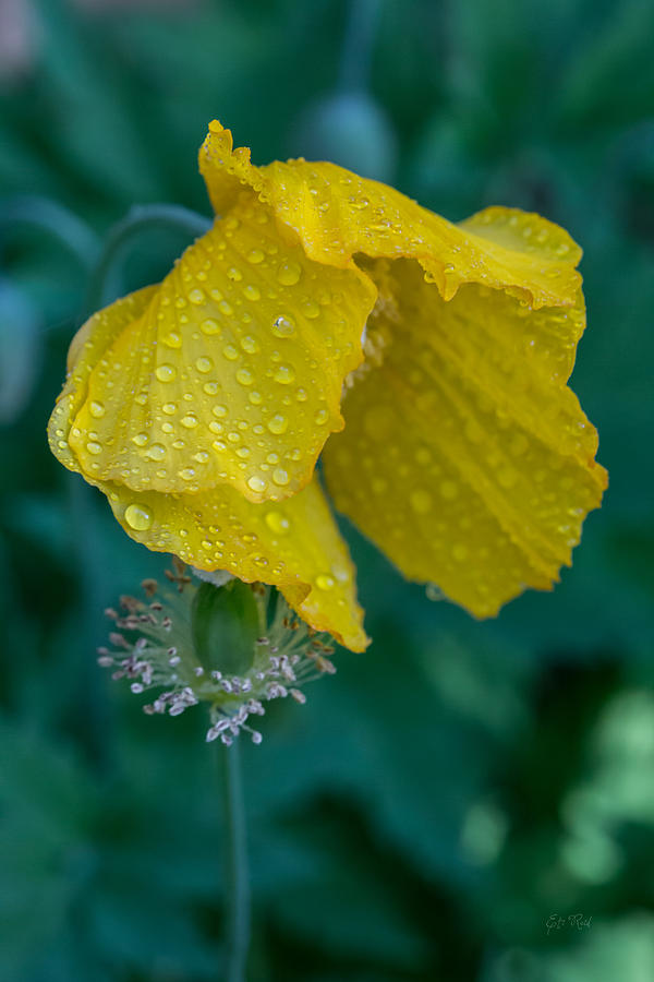 Single yellow poppy Photograph by Eti Reid