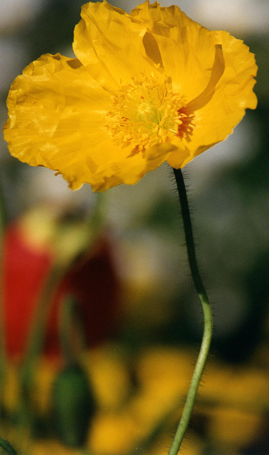 Single Yellow Poppy Photograph by Robert Lozen