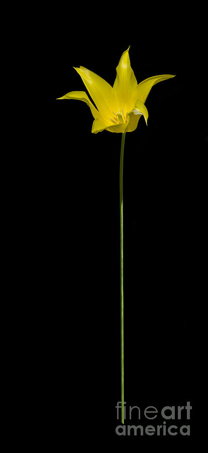 Single Yellow Tulip Isolated On Black Photograph