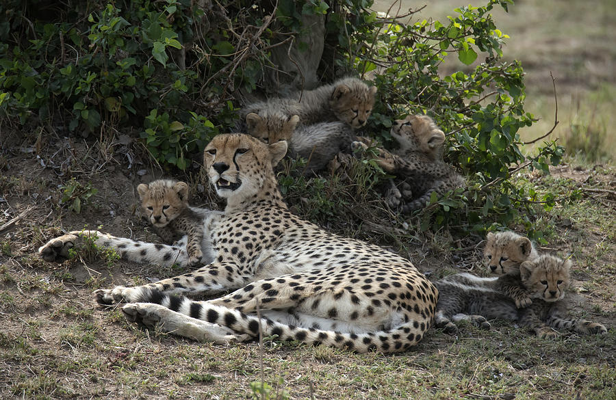 Cheetah Mom #2 Photograph by Wade Aiken