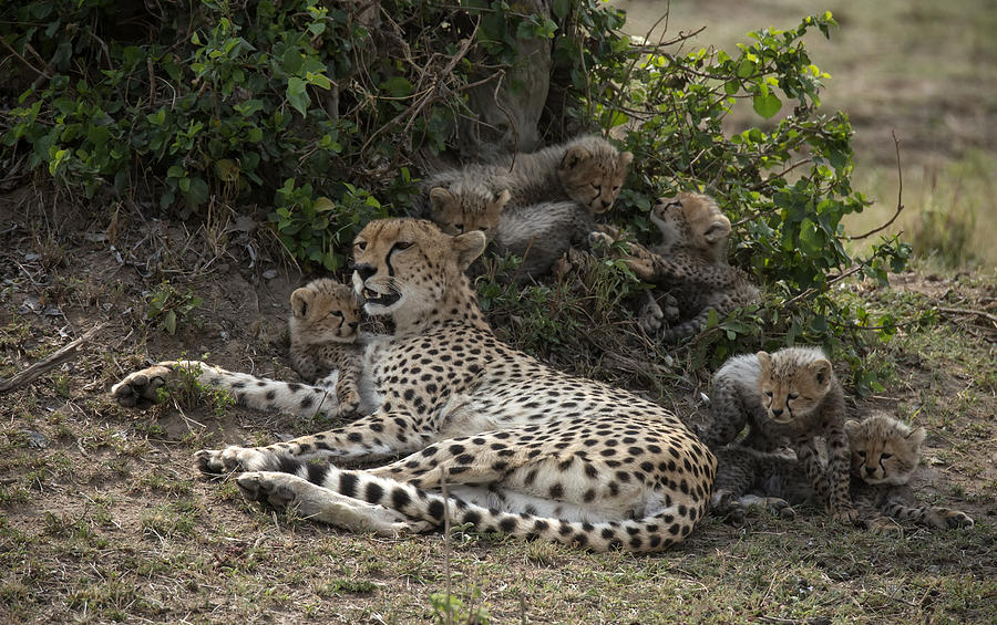 Cheetah Mom Photograph by Wade Aiken