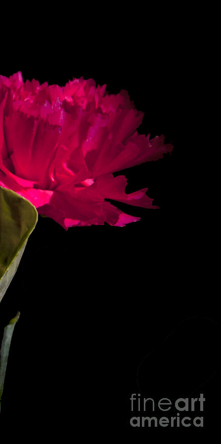 Flowers Still Life Photograph - Singular by Amanda Barcon