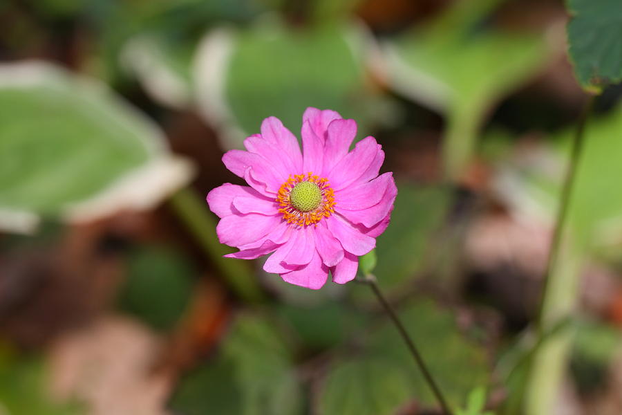 Singular Bloom Photograph by Katherine White