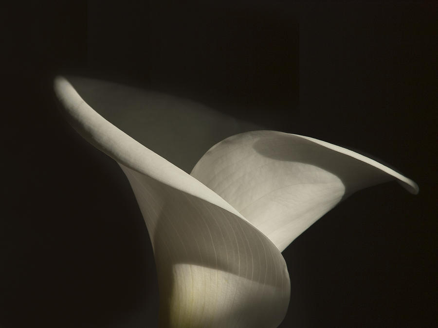 Singular Calla Photograph by Joe Schofield