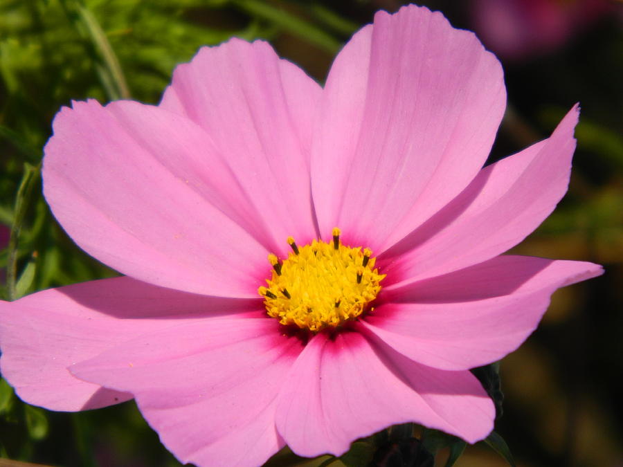 Singular Pink Cosmos Photograph by Nicki Bennett - Fine Art America