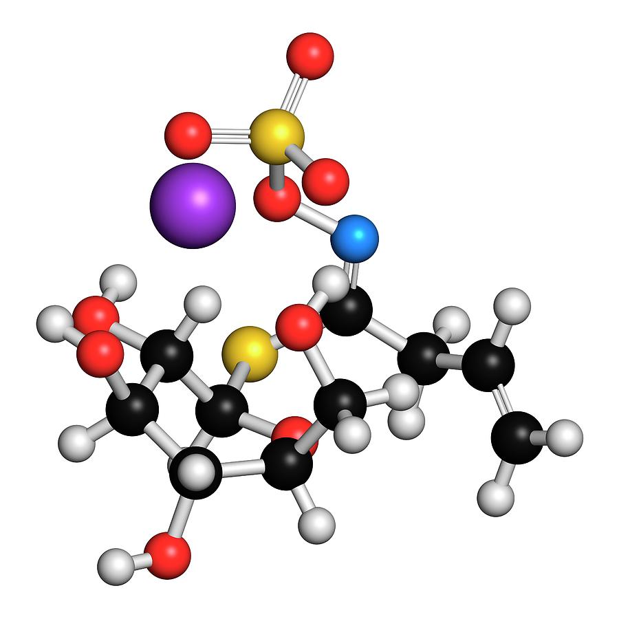 Sinigrin Glucosinolate Photograph by Molekuul/science Photo Library ...