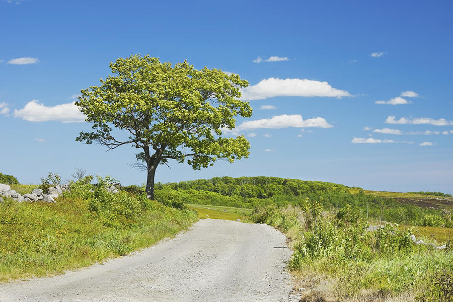 Sinlge Tree And Dirt Road  In Spring Blueberry Field Maine Photograph by Keith Webber Jr