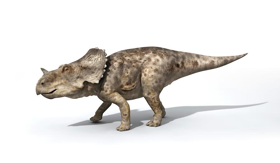 sinoceratops pnso