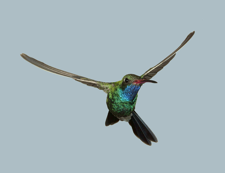 Sinuous Broad-Billed Hummingbird Photograph by Gregory Scott