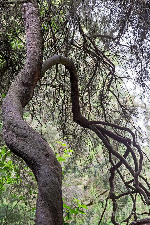 Sinuous Tree  Photograph by Kate Brown