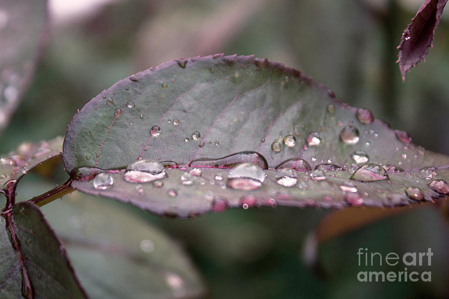 Sip Of Rain Photograph by Arlene Carmel