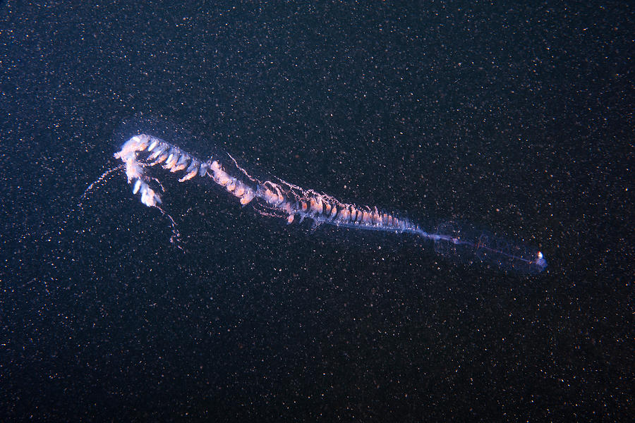 Siphonophore Photograph by Andrew J. Martinez