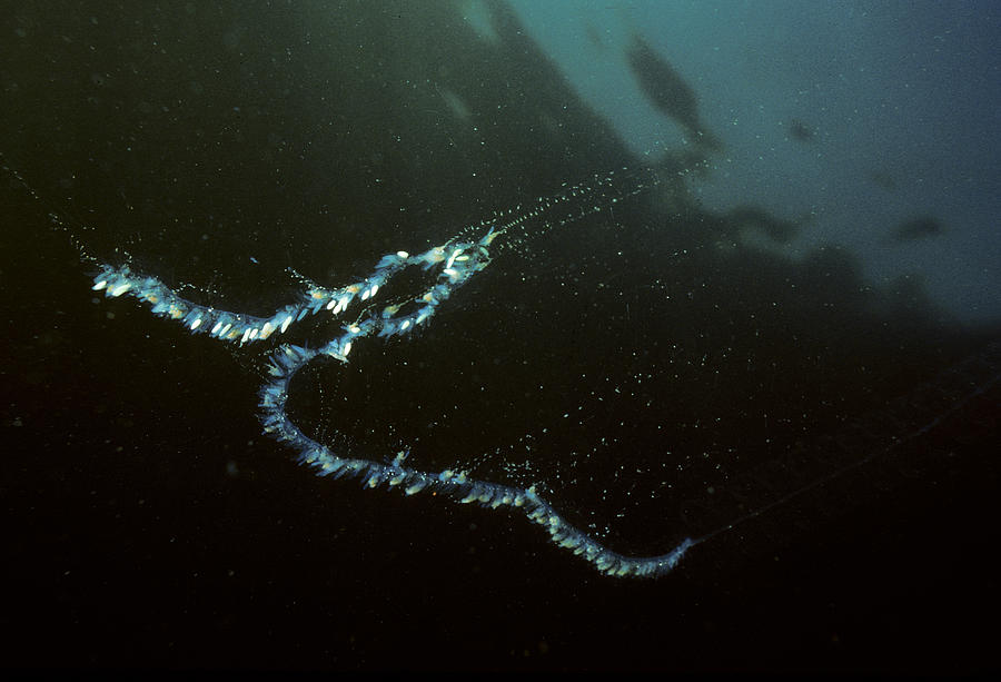 Siphonophore Stephonomia Sp Photograph by Andrew J. Martinez