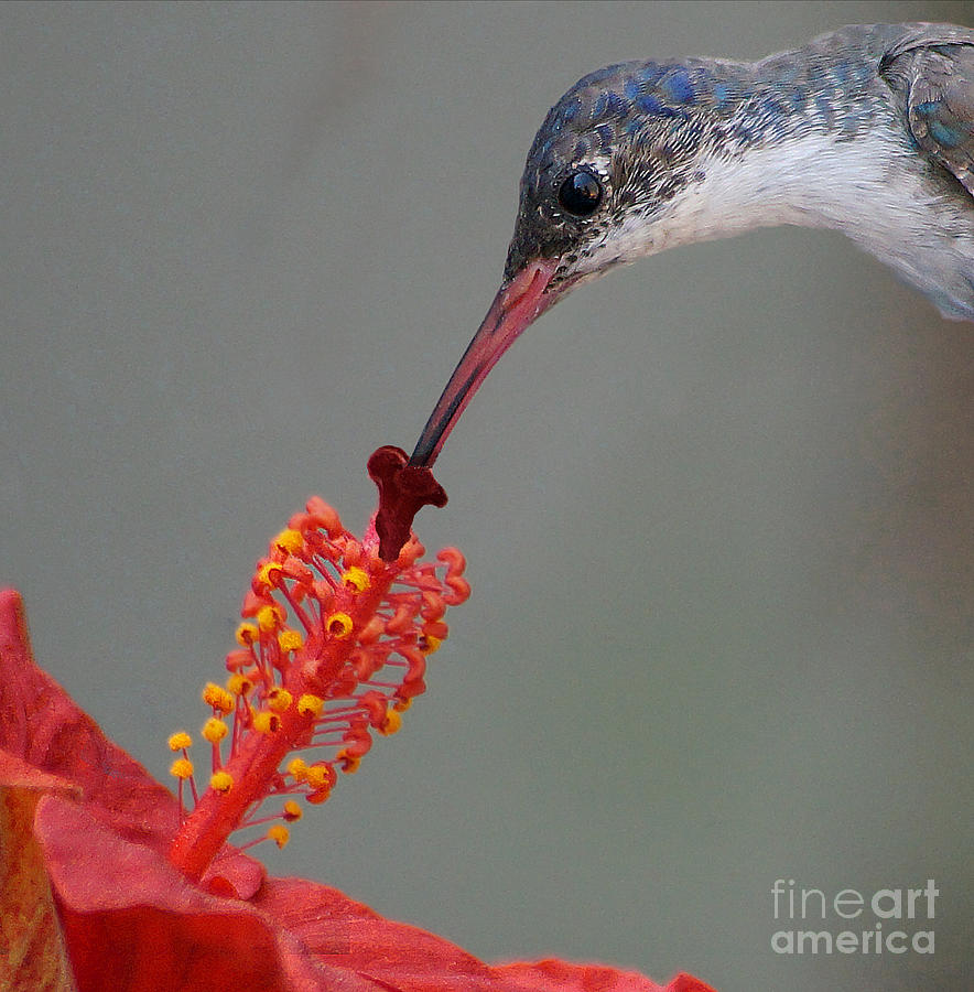 Sipping From A Hibiscus Photograph by John  Kolenberg