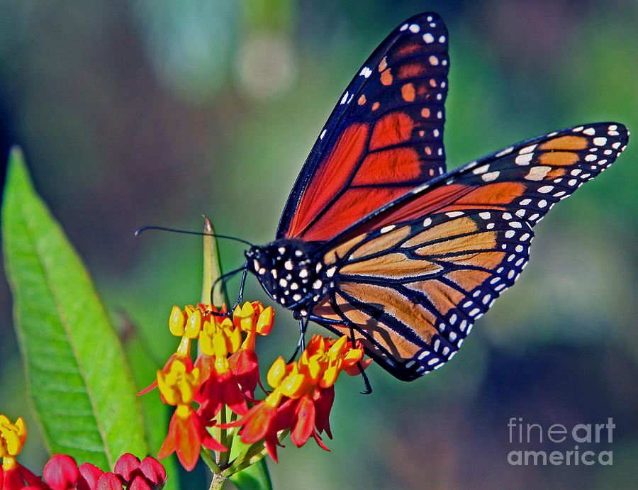 Butterfly Photograph - Sipping Monarch by Larry Nieland