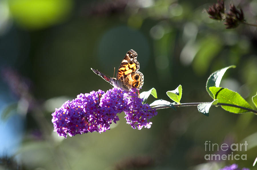 Butterfly Photograph - Sipping on Syrup by Affini Woodley