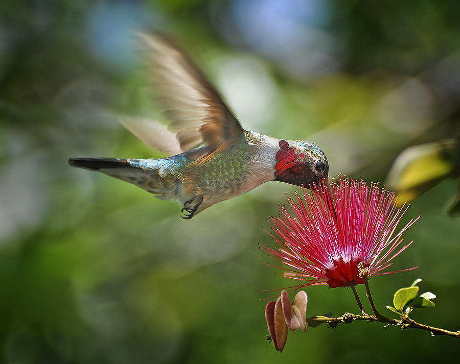 Sipping the Nectar Photograph by Carol Eade