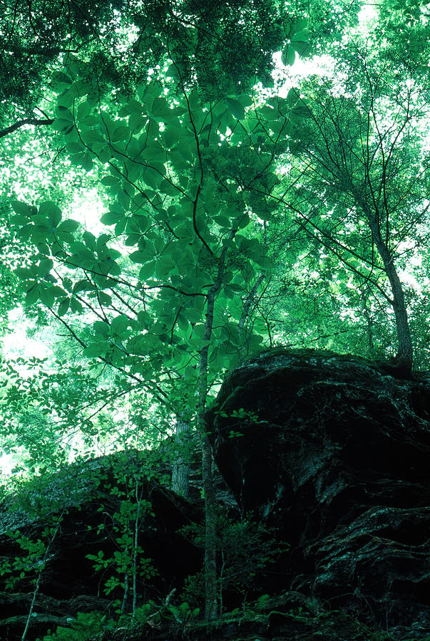 Tree Photograph - Sipsey Wilderness, Alabama by Southern Living