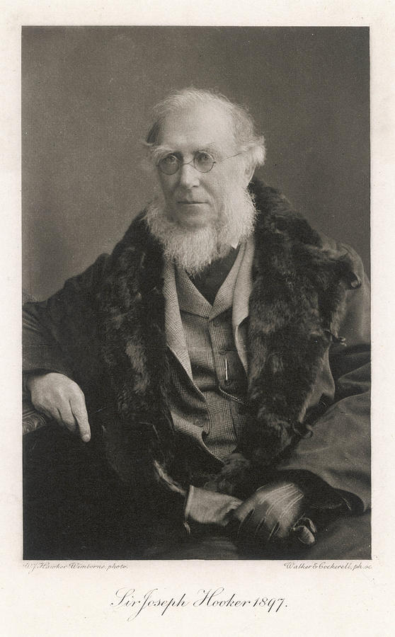 Sir Joseph Dalton Hooker Naturalist Photograph By Mary Evans Picture ...