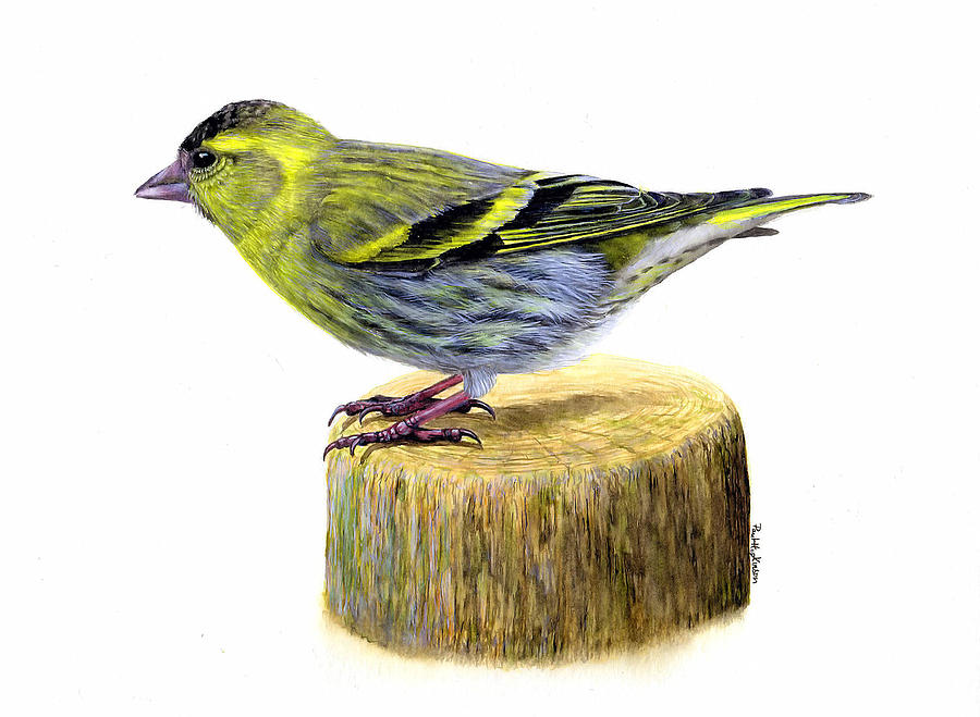 Siskin bird Painting by Paul Hopkinson - Fine Art America
