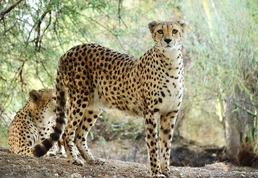 Cheetah Photograph - Sister Act by Fraida Gutovich