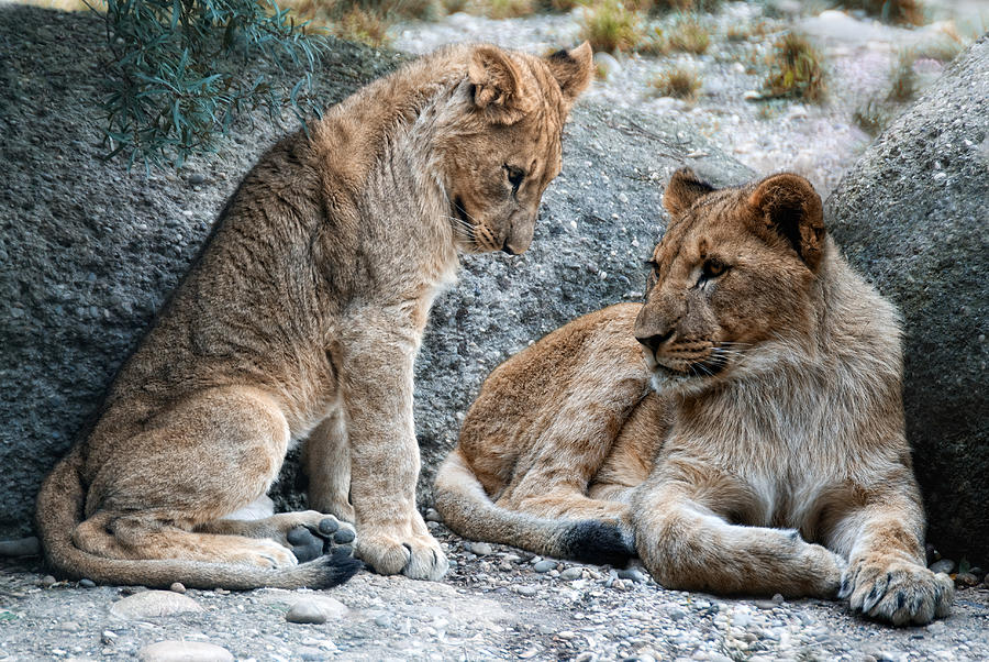Animal Photograph - Sister And Brother by Joachim G Pinkawa